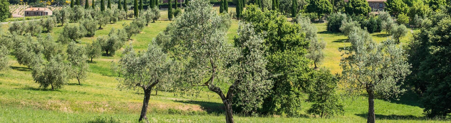 Olivenbäume