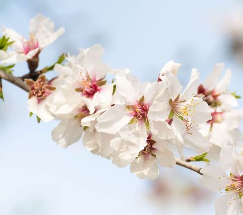 Olivenöl & Mandelmilch