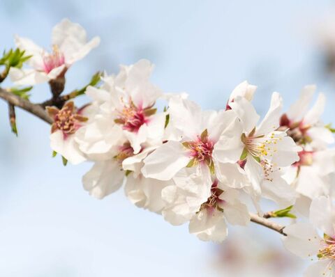 Olivenöl & Mandelmilch