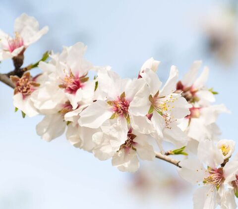 Olivenöl & Mandelmilch