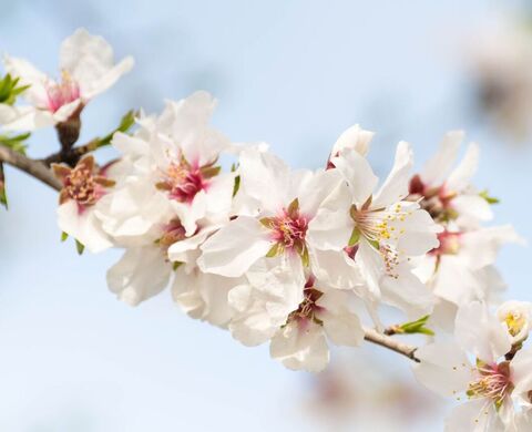 Olivenöl & Mandelmilch