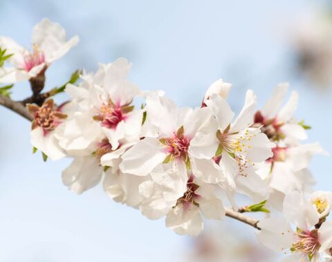 Olivenöl & Mandelmilch